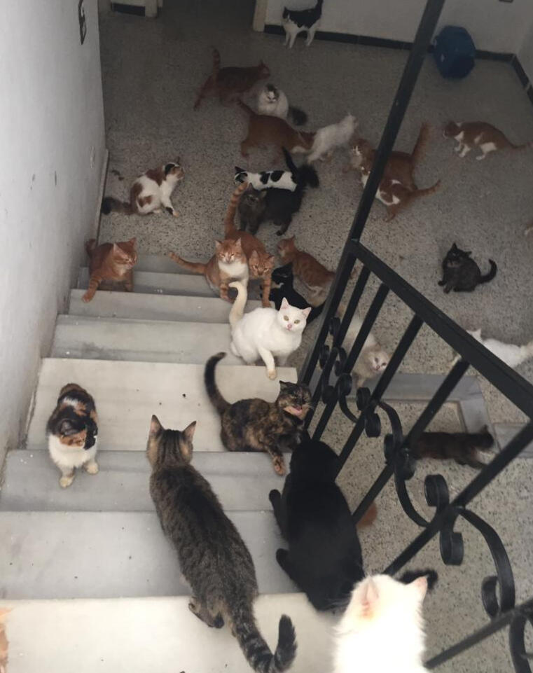 Homs Cat House