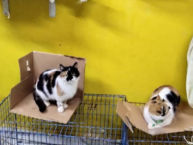 Latakia Cat House Latakia Cat House