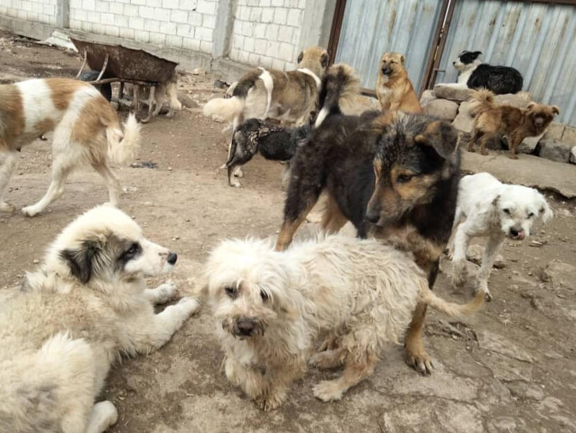 Homs Dog Farm